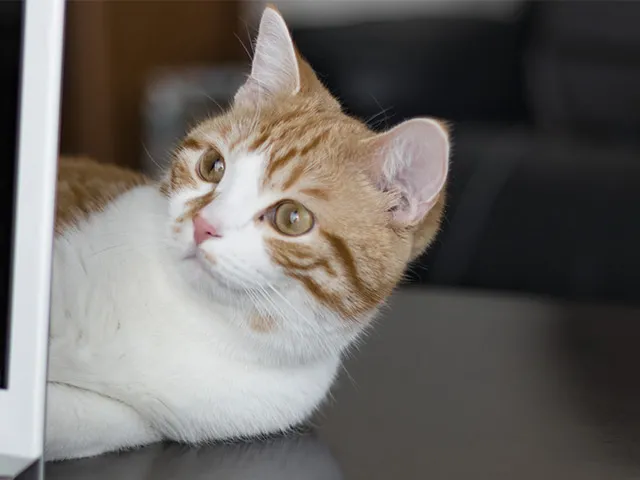 ペット忌引休暇